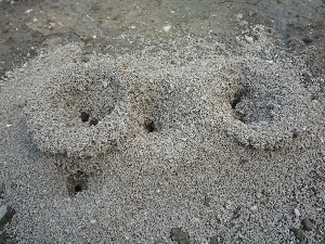 畑にできた蟻の巣