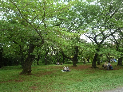小石川植物園で桜の木の下でなごむ人たち
